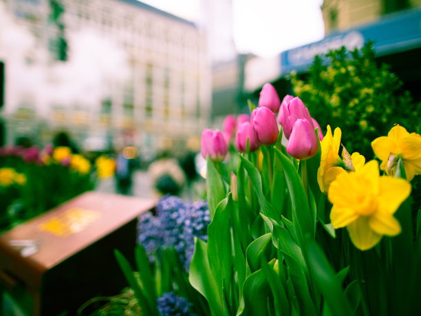 纽约市春天的早晨图片下载