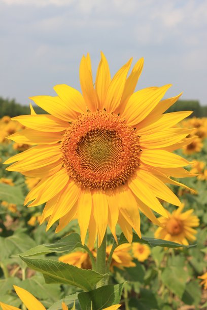 向日葵图片下载