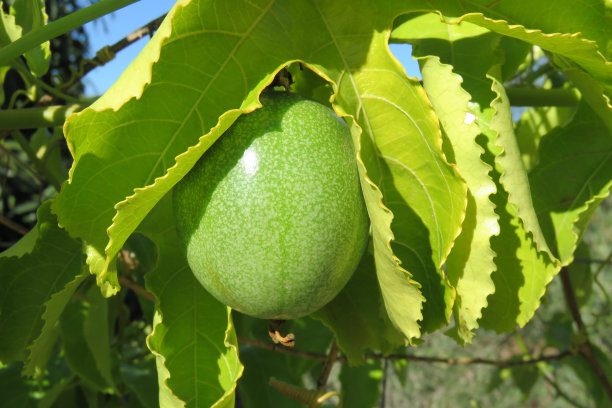 西番莲图片下载