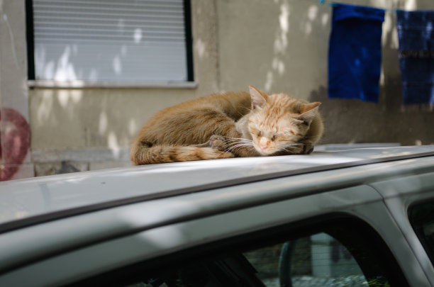 城市的猫图片下载