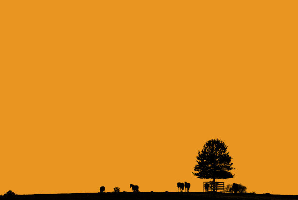 马和树与橙色的天空图片下载