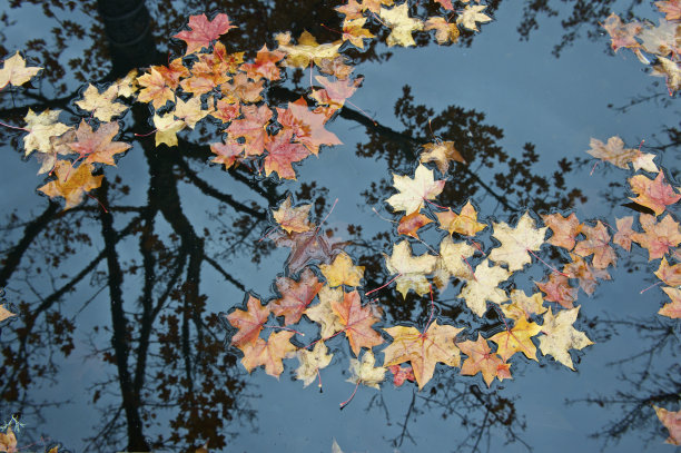 秋天的叶子树反映池俄勒冈花园水平图片下载