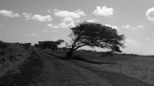 黑白景观，风吹树，夏威夷图片下载