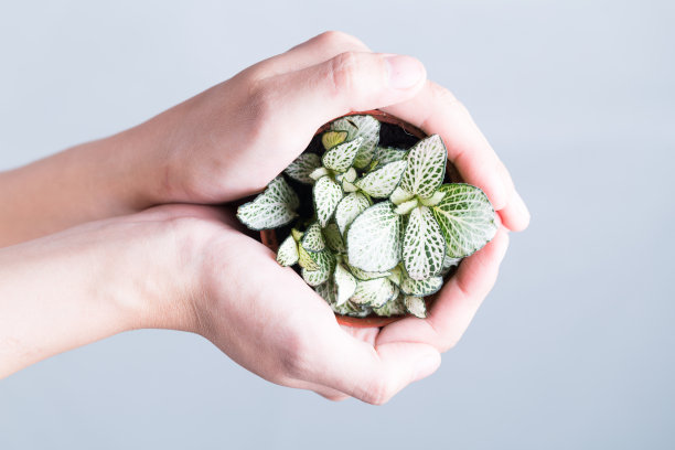 绿色的Fittonia verschaffelti在花盆手持图片下载