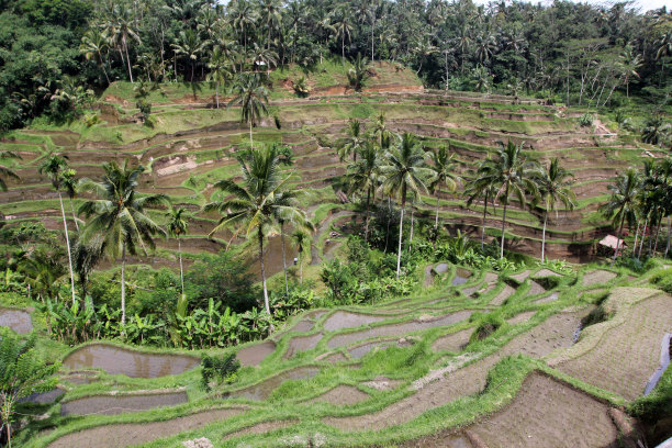 水稻梯田巴厘岛图片下载