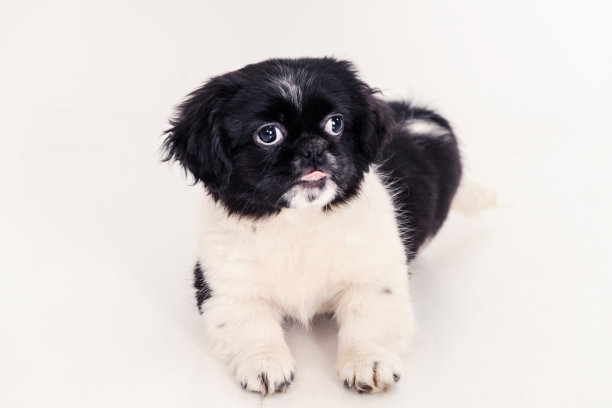 可爱的小狗图片下载