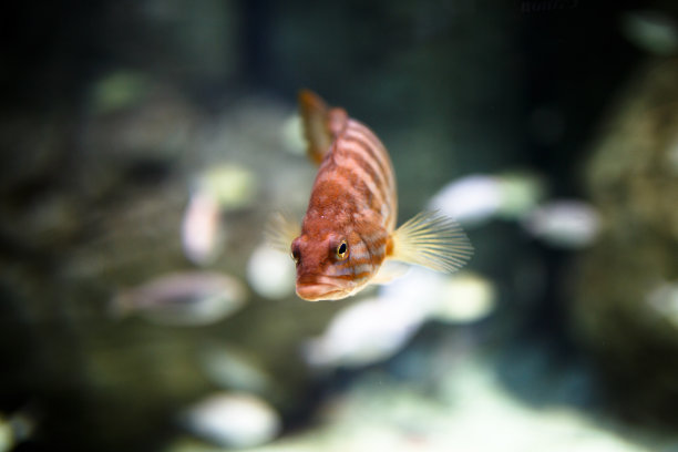 热带鱼图片下载