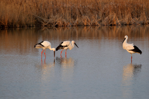 射阳丹顶鹤保护区图片下载