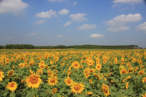 向日葵图片下载
