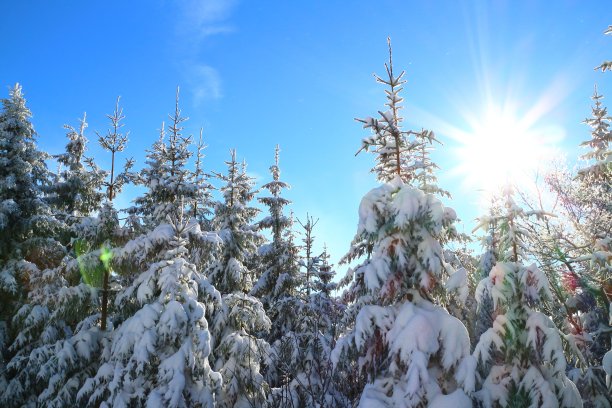 冬日的太阳在黑森林图片下载