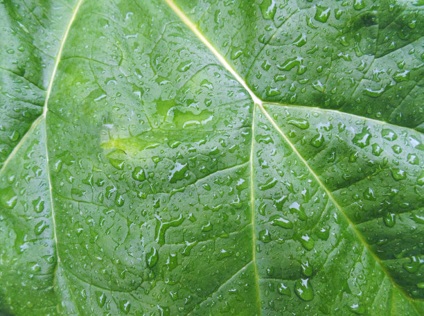 湿叶子背景图片下载