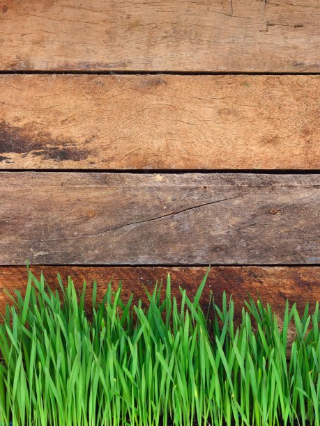 绿色的草在木制的背景上图片下载