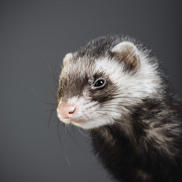一只雪貂对着相机的肖像图片下载