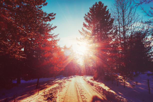 盯着太阳图片下载
