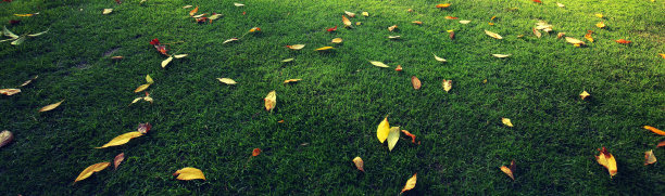 秋天在早晨的公园图片下载