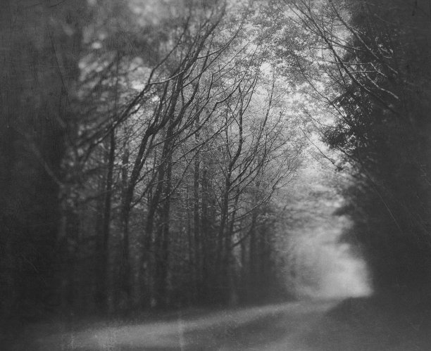 令人毛骨悚然的森林小路图片下载