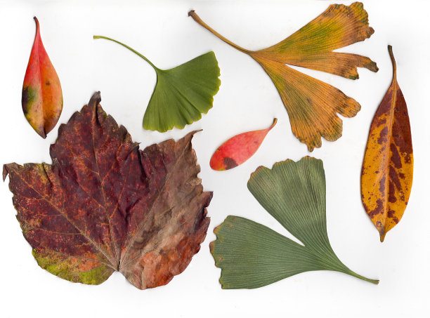 秋色落叶图片下载