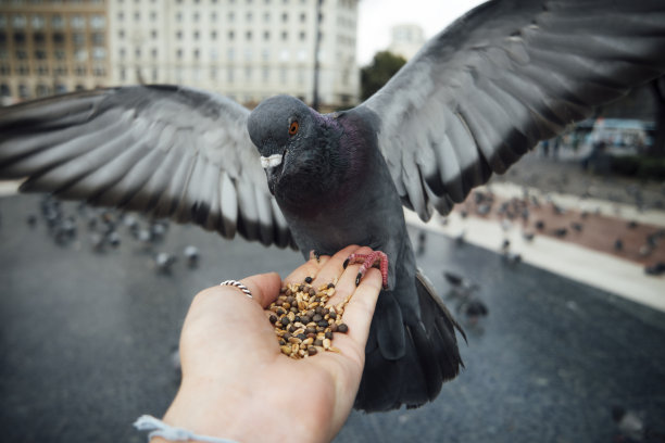 鸽子降落在人的手上图片下载