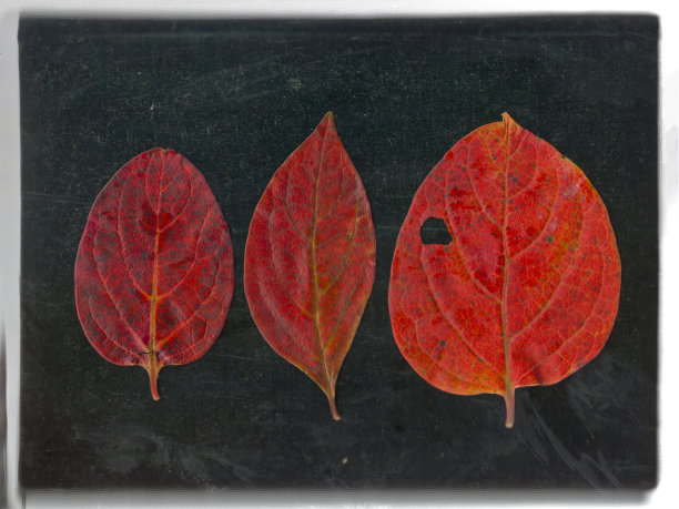 三片柿子落叶图片下载