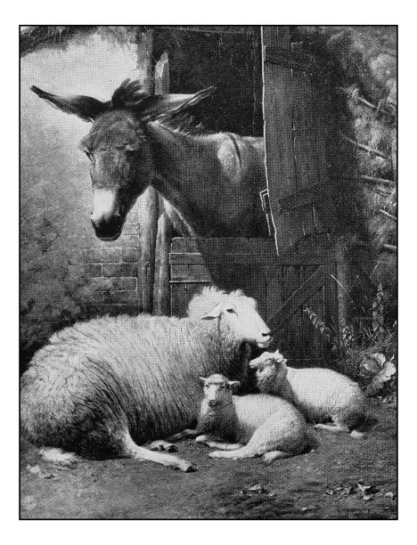 复古点印绘画照片：驴和羊图片下载