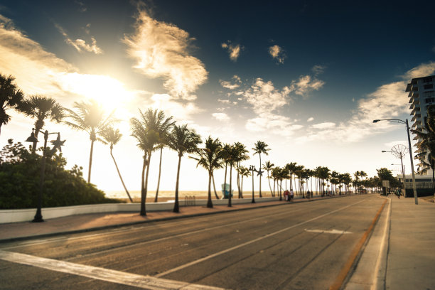 迈阿密劳德代尔堡的一棵棕榈树图片下载