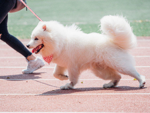 萨莫耶德人的狗图片下载