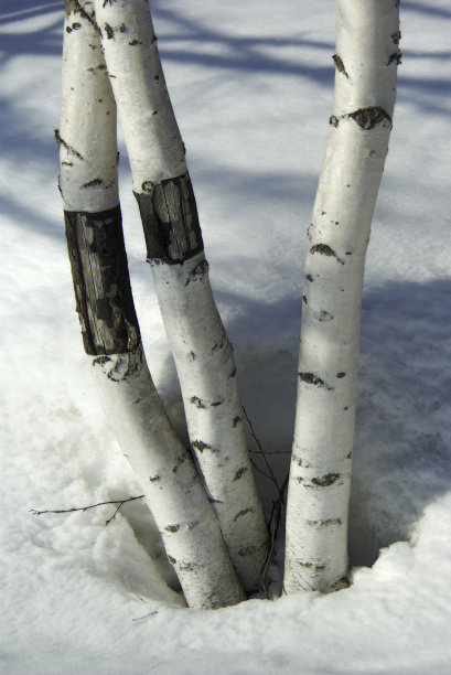 桦树树干图片下载