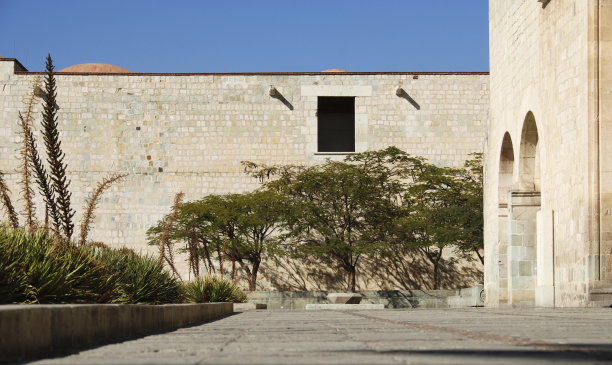 靠墙的树图片下载