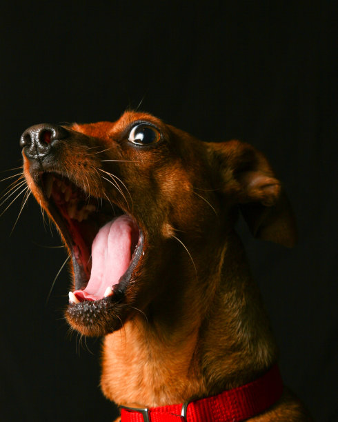 敏针打呵欠图片下载