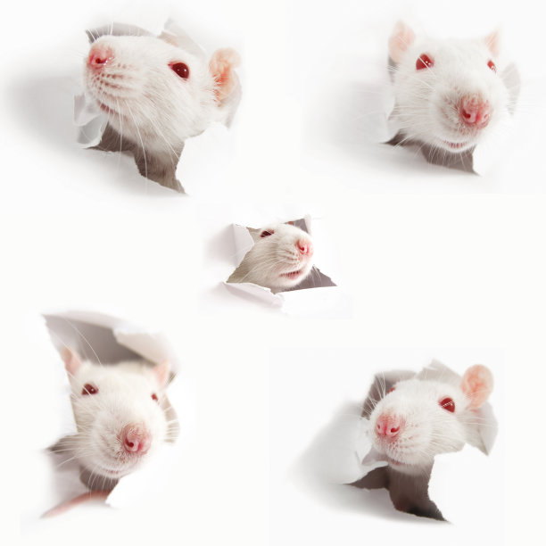 白老鼠的头图片下载