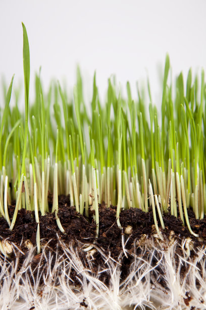 麦草根图片下载