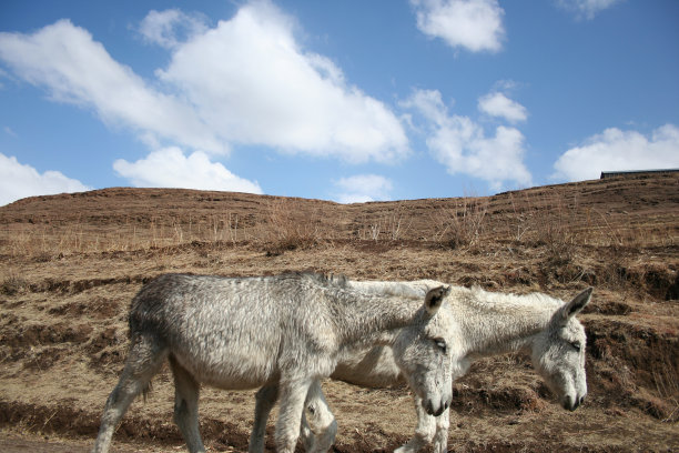 驴图片下载