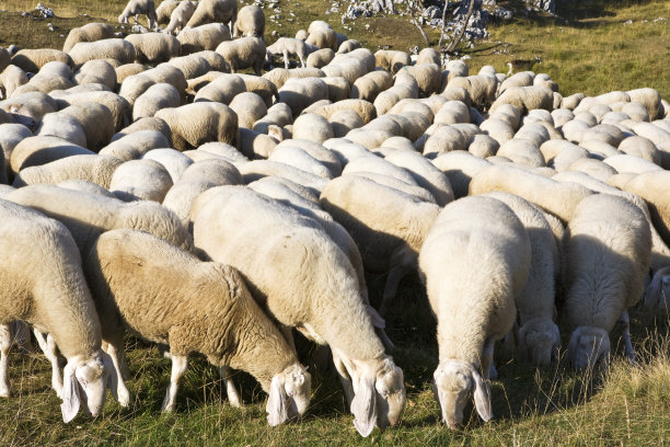 群绵羊图片下载