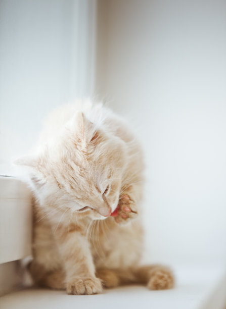 橙色的小花猫图片下载