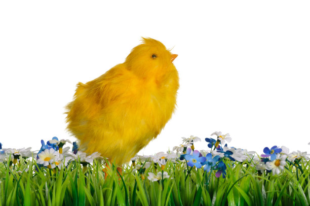 复活节小鸡图片下载