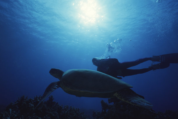 乌龟和潜水员图片下载