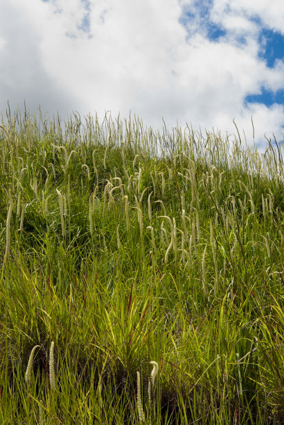 草在自然界中图片下载