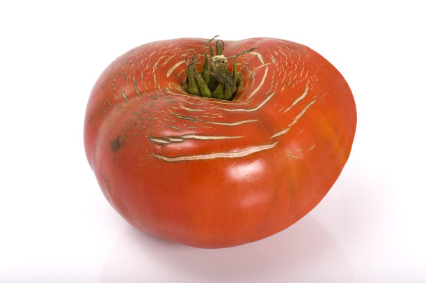 有机番茄图片下载