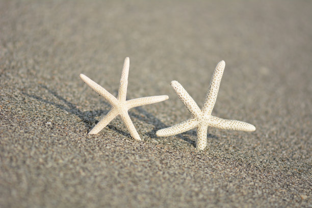 一起快乐的海星图片下载