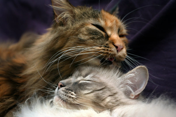 友好的猫图片下载