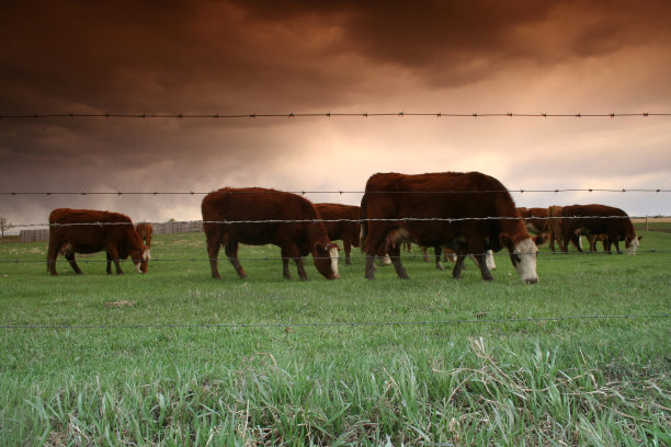 放牧的牛图片下载