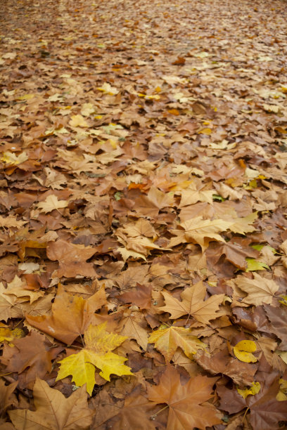 花园在秋天图片下载