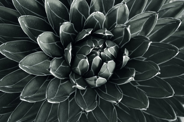 龙舌兰叶子图片下载