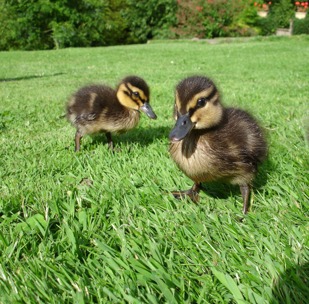 小鸭太可爱了,图片下载