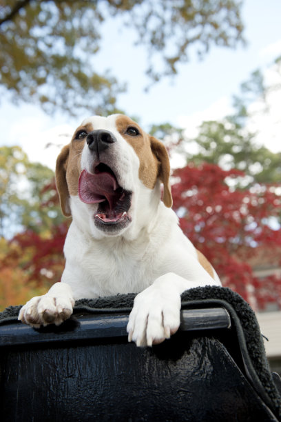 狗伸出舌头图片下载