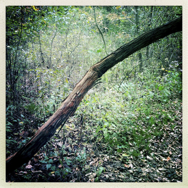 林中的藤蔓图片下载