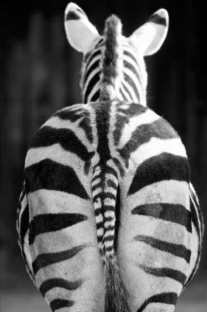 斑马的后视图图片下载