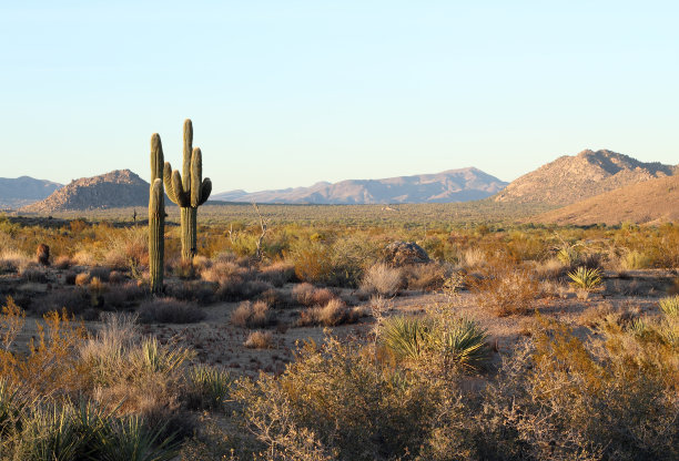 沙漠景观与仙人掌图片下载