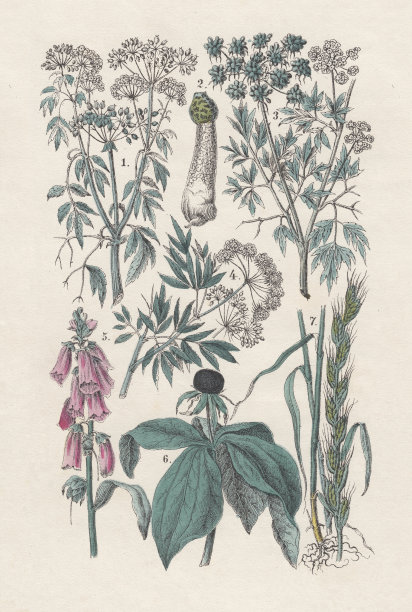 植物，手工彩绘，出版于1880年。图片下载