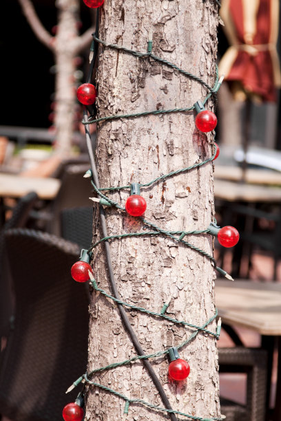 缠绕在树干上的彩灯图片下载